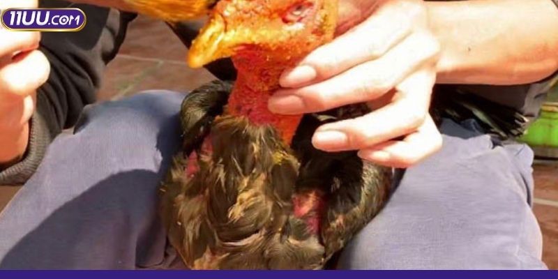 Phần da chiến kê cũng khoẻ mạnh hơn rất nhiều